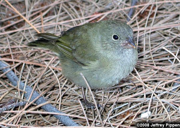 Black-faced Grassquit (Tiaris bicolor)