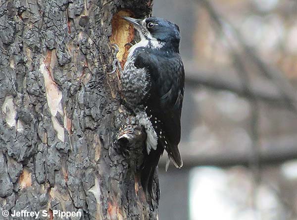 Black-backed Woodpecker (Picoides arcticus)