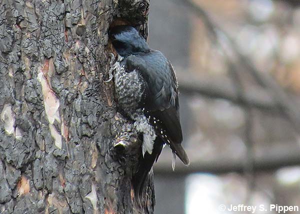 Black-backed Woodpecker (Picoides arcticus)