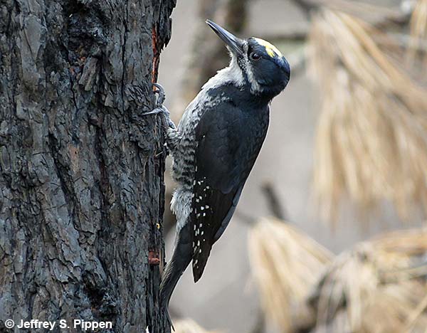 Black-backed Woodpecker (Picoides arcticus)