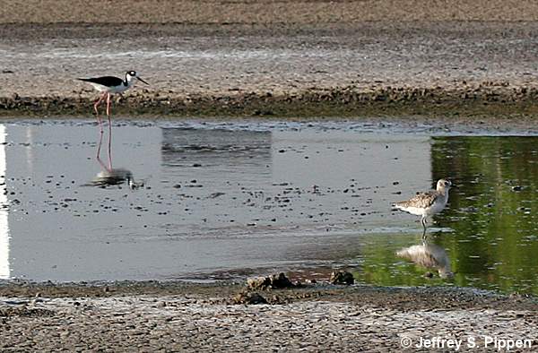 Black-bellied Plover (Pluvialis squatarola)