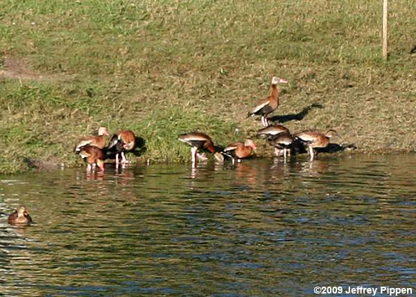 Black-bellied Whistling-Duck (Dendrocygna autumnalis)