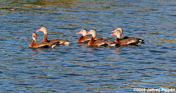 Black-bellied Whistling-Duck (Dendrocygna autumnalis)