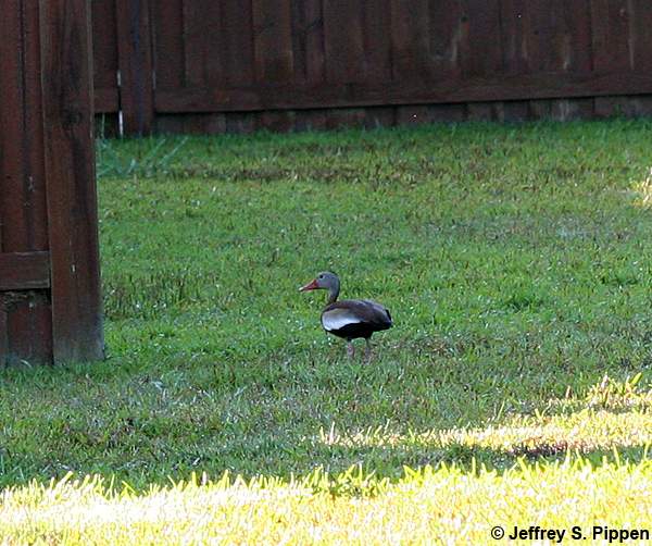 Black-bellied Whistling-Duck (Dendrocygna autumnalis)