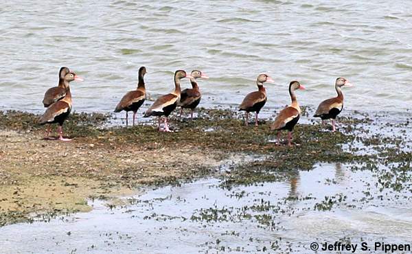 Black-bellied Whistling-Duck (Dendrocygna autumnalis)