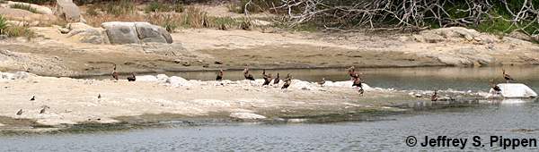 Black-bellied Whistling-Duck (Dendrocygna autumnalis)