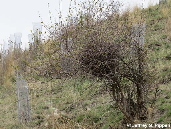 Black-billed Magpie (Pica hudsonia)