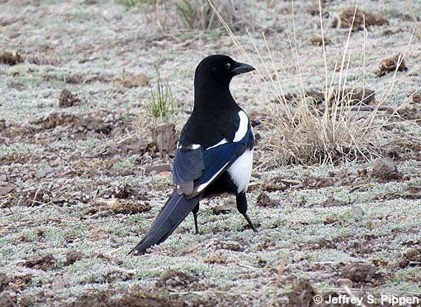 Black-billed Magpie (Pica hudsonia)