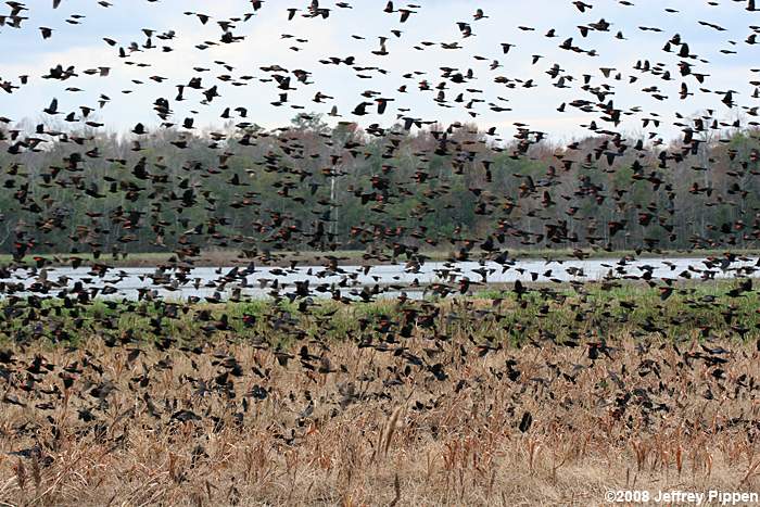 Red-winged Blackbird (Agelaius phoeniceus)