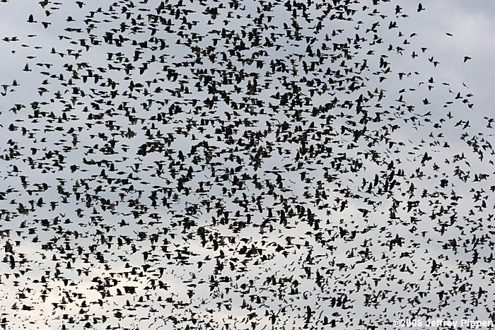 Red-winged Blackbird (Agelaius phoeniceus)
