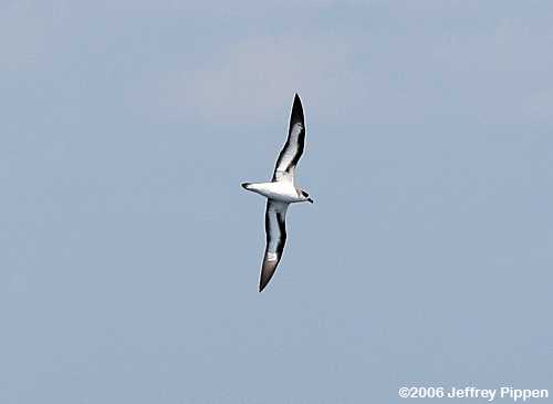 Black-capped Petrel (Pterodroma hasitata)