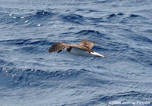 Black-capped Petrel (Pterodroma hasitata)