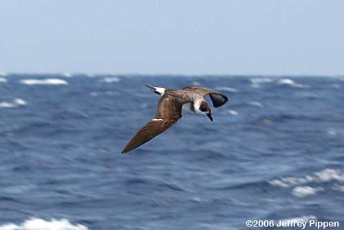 Black-capped Petrel (Pterodroma hasitata)