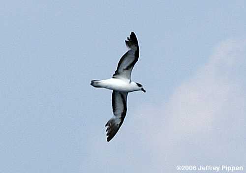 Black-capped Petrel (Pterodroma hasitata)