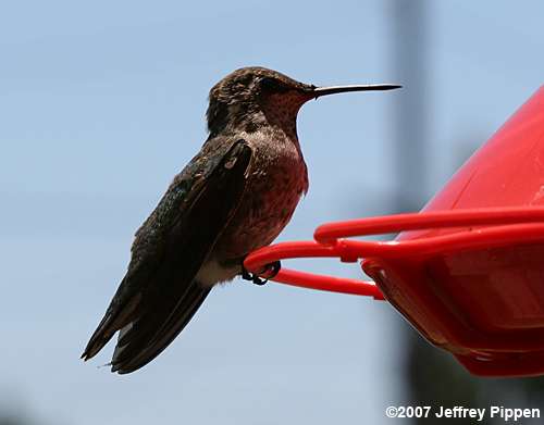 Black-chinned Hummingbird (Archilochus alexandri)