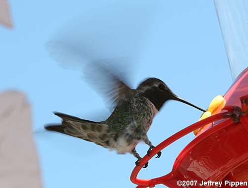 Black-chinned Hummingbird (Archilochus alexandri)