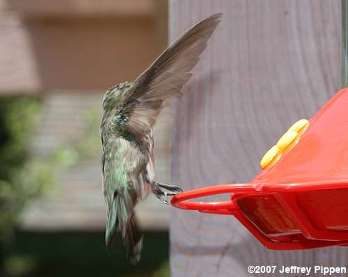 Black-chinned Hummingbird (Archilochus alexandri)