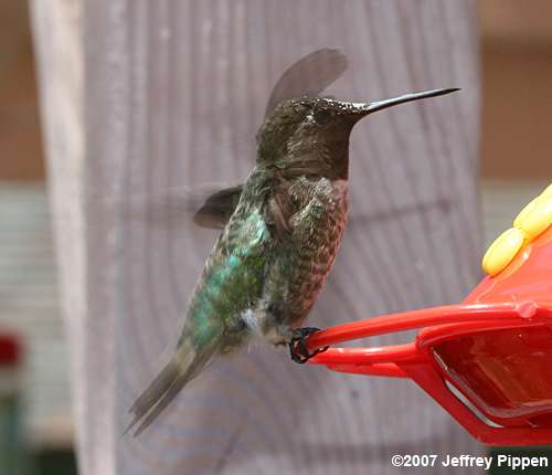 Black-chinned Hummingbird (Archilochus alexandri)