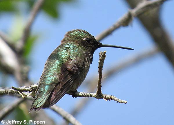 Black-chinned Hummingbird (Archilochus alexandri)