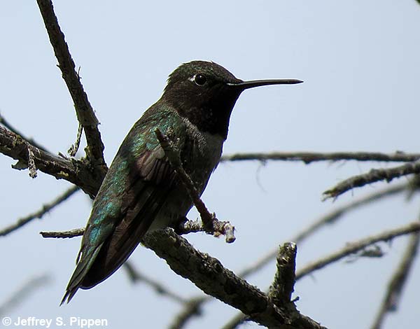 Black-chinned Hummingbird (Archilochus alexandri)