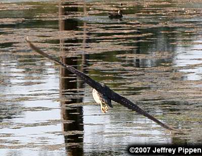 Black-crowned Night-Heron (Nycticorax nycticorax)