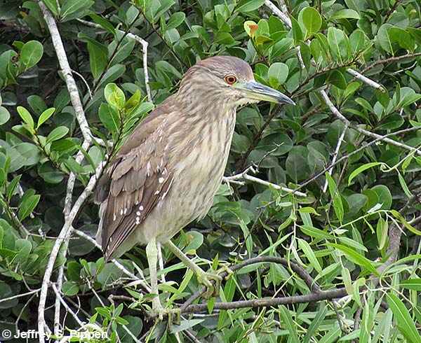 Black-crowned Night-Heron (Nycticorax nycticorax)
