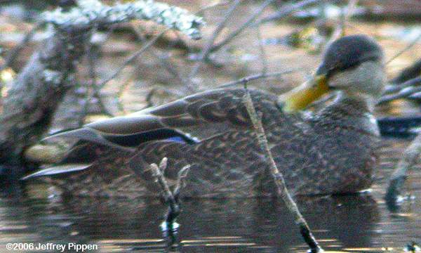 American Black Duck (Anas rubripes)
