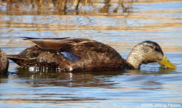American Black Duck (Anas rubripes)