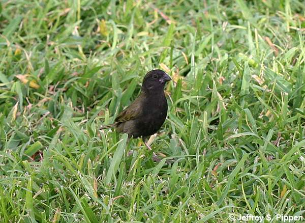 Black-faced Grassquit (Tiaris bicolor)