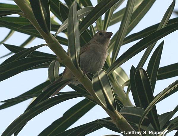 Black-faced Grassquit (Tiaris bicolor)