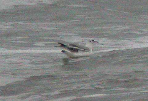 Black-headed Gull (Larus ridibundus)