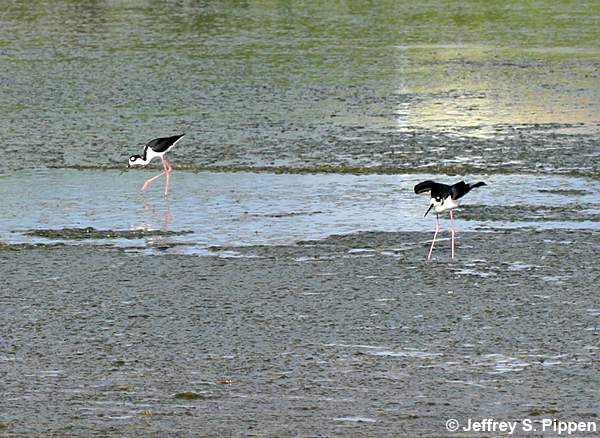 Black-necked Stilt (Himantopus mexicanus)