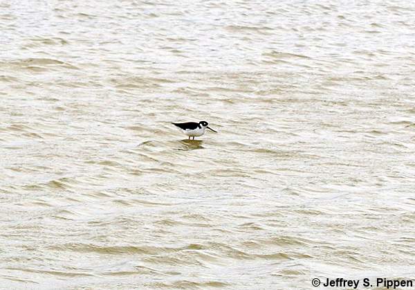 Black-necked Stilt (Himantopus mexicanus)