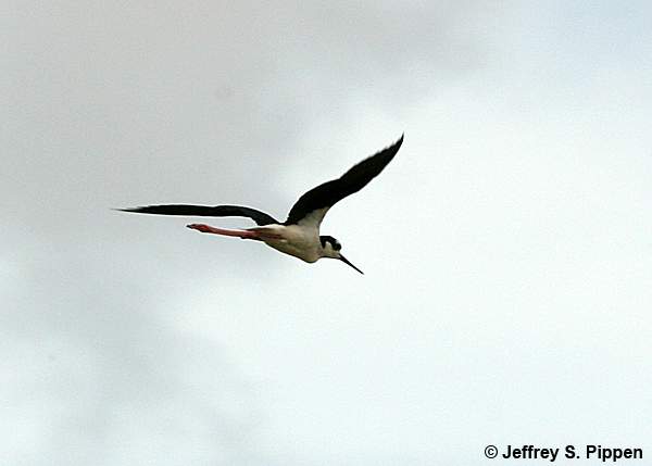 Black-necked Stilt (Himantopus mexicanus)