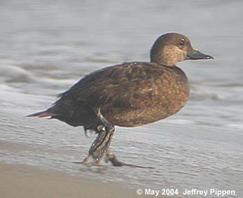 Black Scoter (Melanitta nigra)