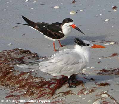 Black Skimmer (Rynchops niger)