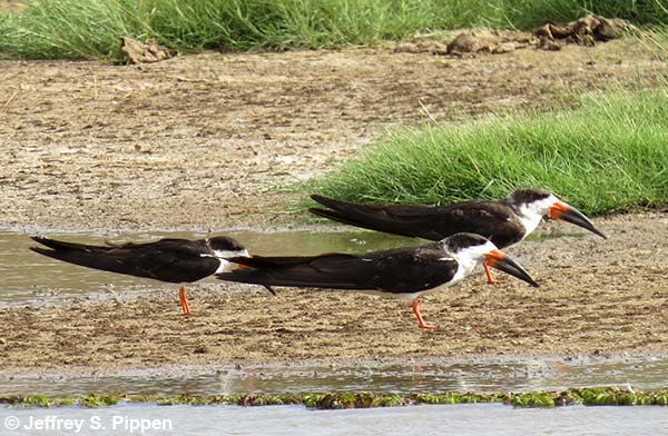 Black Skimmer (Rynchops niger)