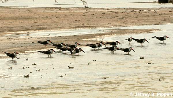 Black Skimmer (Rynchops niger)