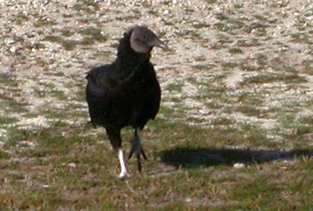 Black Vulture (Coragyps atratus)