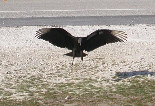 Black Vulture (Coragyps atratus)
