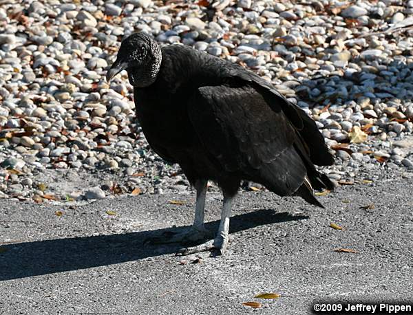 Black Vulture (Coragyps atratus)