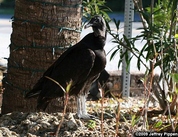 Black Vulture (Coragyps atratus)