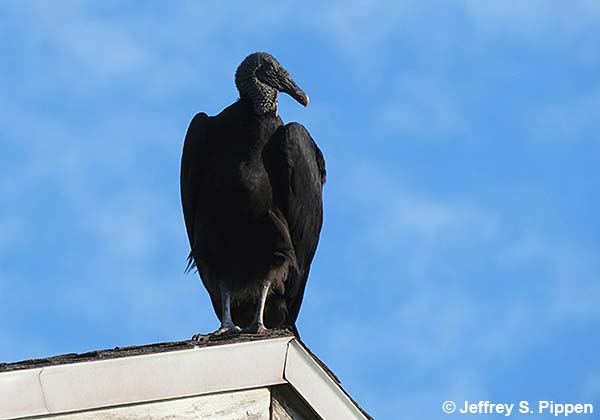 Black Vulture (Coragyps atratus)