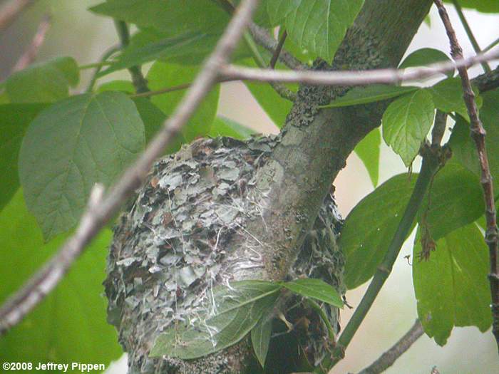 Blue-gray Gnatcatcher (Polioptila caerulea)