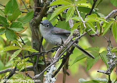 Blue-gray Gnatcatcher (Polioptila caerulea)