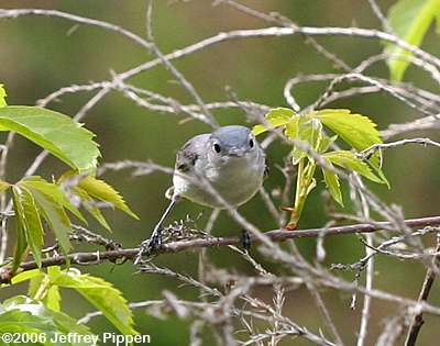 Blue-gray Gnatcatcher (Polioptila caerulea)