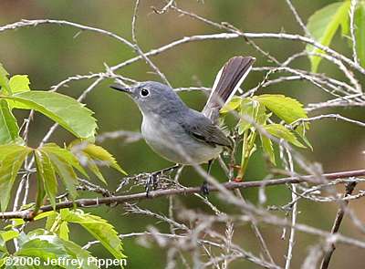 Blue-gray Gnatcatcher (Polioptila caerulea)