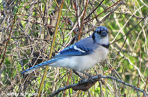 Blue Jay (Cyanocitta cristatta)