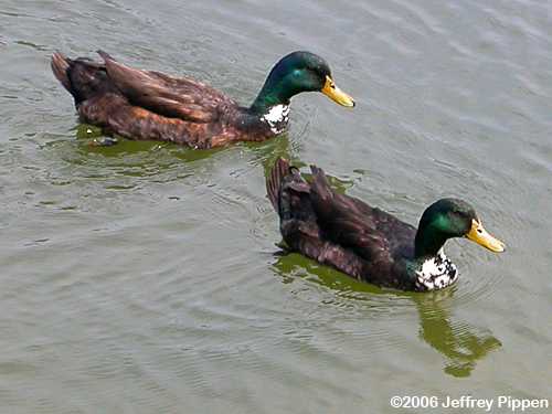 Blue Swede x Mallard hybrid