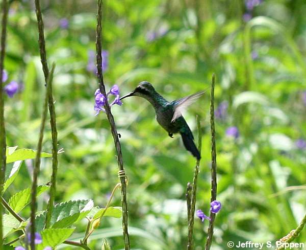 Blue-tailed Emerald (Chlorostilbon mellisugus)